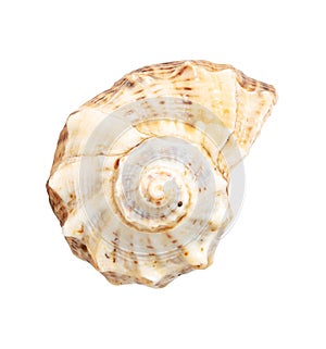 Sea shell isolated on white background. Close-up