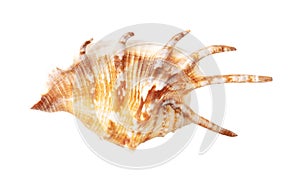 Sea shell isolated on white background. Close-up