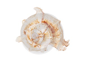 Sea shell isolated on white background. Close-up