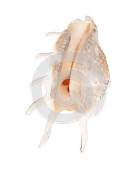 Sea shell isolated on white background. Close-up