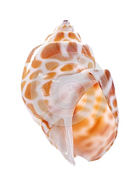 Sea shell isolated on white background