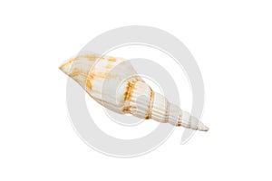 Sea shell isolated on white background. Close up seashell top view