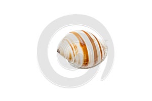 Sea shell isolated on white background. Close up seashell top view