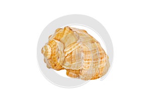 Sea shell isolated on white background. Close up seashell top view