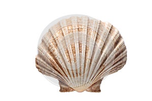 Sea shell isolated on white background with copy space for your text