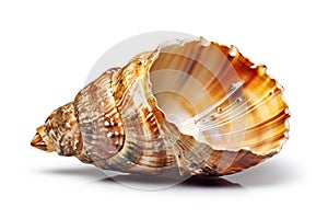 sea shell isolated on white background. Generated by AI