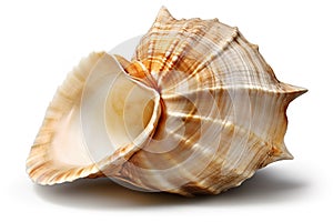 sea shell isolated on white background. Generated by AI