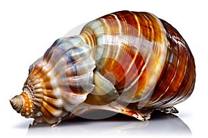 sea shell isolated on white background. Generated by AI