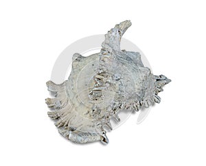 Sea shell isolated on white background include clipping path