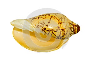 Sea shell isolated on white.