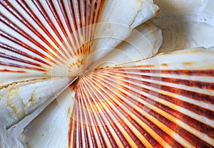 Sea Shell Scallop Fan Pattern