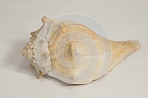 Sea shell