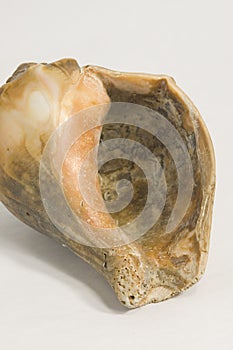 Sea shell