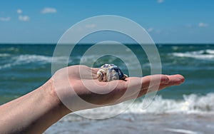 A sea shell lies in the palm of a female against the background of the sea