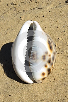 Sea shell lying on the sand
