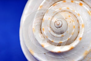 Sea shell macro