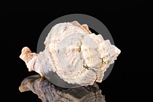 Sea shell of marine snail  isolated on black background, mirror reflection