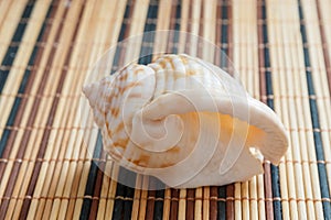 Sea shell, mollusks, gastropods