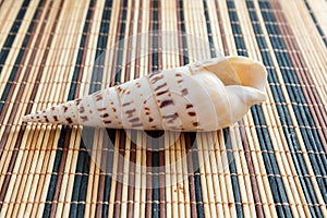 Sea shell, mollusks, gastropods