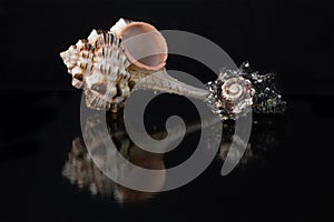 Sea shell Murex haustellum and shell of a marine mollusk in the family Angariidae on a dark background.