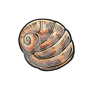 Sea shell nautilus. Color engraving vintage illustration. Isolated on white background