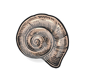 Sea shell nautilus. Color engraving vintage illustration. Isolated on white background