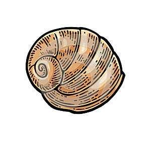 Sea shell nautilus. Color engraving vintage illustration. Isolated on white background