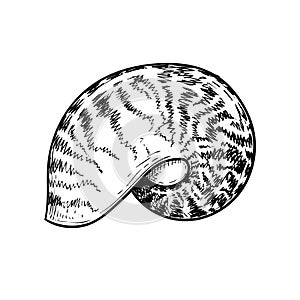 Sea shell nautilus. Hand drawn sketch style vector drawing of tropic reef undersea mollusk shell. Isolated on white background. Re