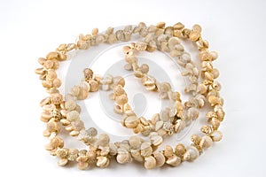 Sea Shell Necklace on white background