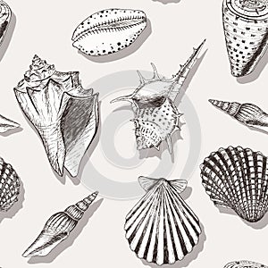 Sea shell pattern 4