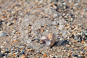 Sea shell pattern background with small shells and sand