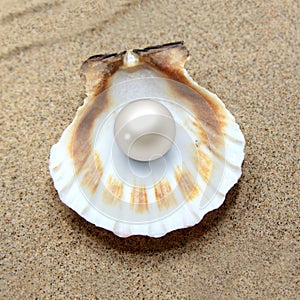 Sea shell with pearl