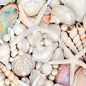 Sea Shell and Pearl Natural Sea Life Background