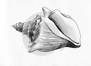 Sea shell - pencil drawing