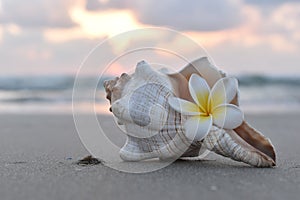 SEA SHELL AND PLUMERIA FLOWER AT SUNSET 
