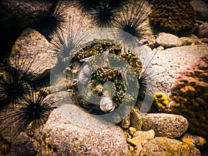 Sea shell Red Sea underwater snorkelling