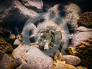 Sea shell Red Sea underwater snorkelling