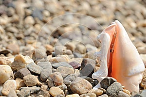 Sea shell on the rocky beach
