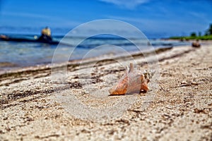 Sea shell on the San Blas Island