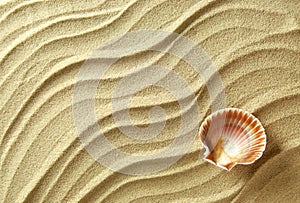 Sea shell sand background