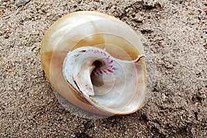Sea Shell  on the sand. background, wallpaper.