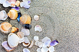 Sea shell on sand beach close up.