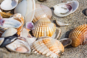 Sea shell on sand beach close up.