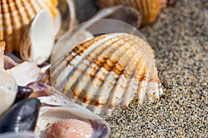 Sea shell on sand beach close up.