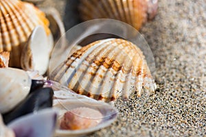 Sea shell on sand beach close up.