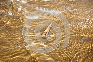 Sea shell on Sand beach and wave on top view