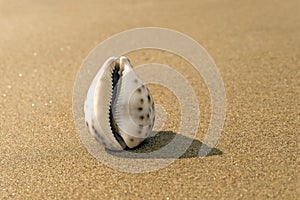 Sea shell on the sand in the form of female genitalia, vagina