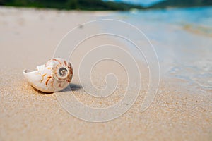 Sea shell on sand. Summer beach background