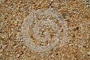 Sea shell sand texture. Summer beach background.