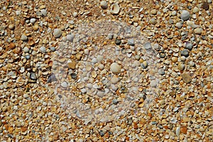 Sea shell sand texture. Summer beach background.